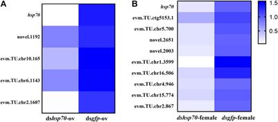 The hsp70 new functions as a regulator of reproduction both female and male in Ophraella communa